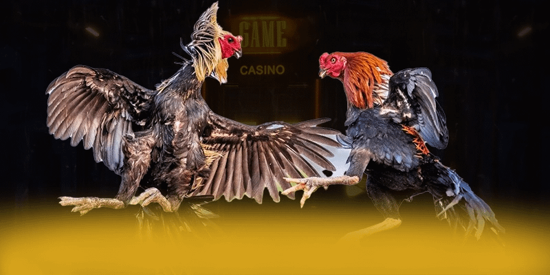 UU88 - Tổng quan đánh giá từ cộng đồng game thủ.