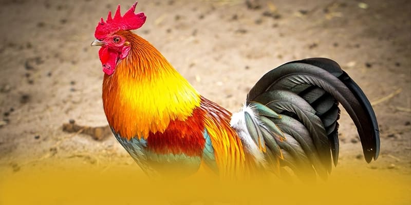 FAFA191 - Thương hiệu game trực tuyến được yêu thích 2025 – Khám phá chính sách thưởng tại FAFA191