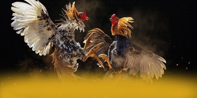 FAFA191 - Cổng trò chơi uy tín được quan tâm hàng đầu