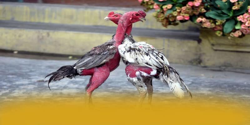 NK88 - Trang game đạt chuẩn quốc tế được đánh giá cao – Đánh giá NK88