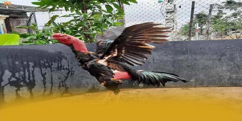 BL555 - Cổng trò chơi hấp dẫn 2025 – Khám phá chính sách thưởng tại BL555