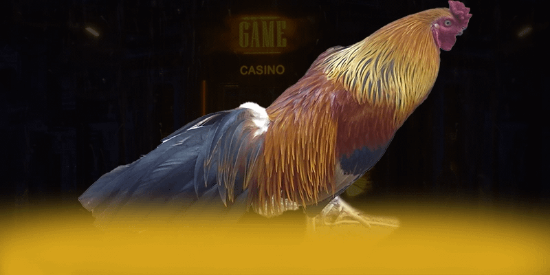 UK88 - Nền tảng sở hữu odds cạnh tranh nhất